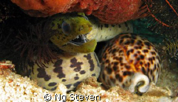 The Serpent and its egg.  by Ng Steven 